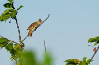 Skrivan lesni - Lullula arborea - Wood Lark 5207